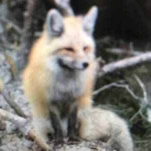 Meet your Posher, Maximilian